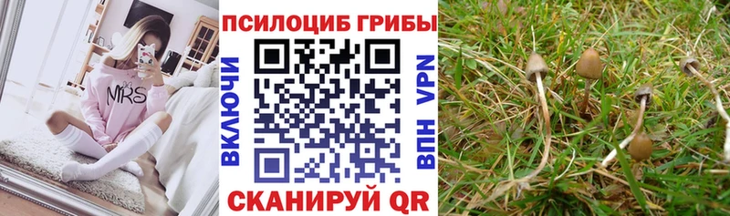 Галлюциногенные грибы Psilocybe  где купить наркоту  Малоархангельск 